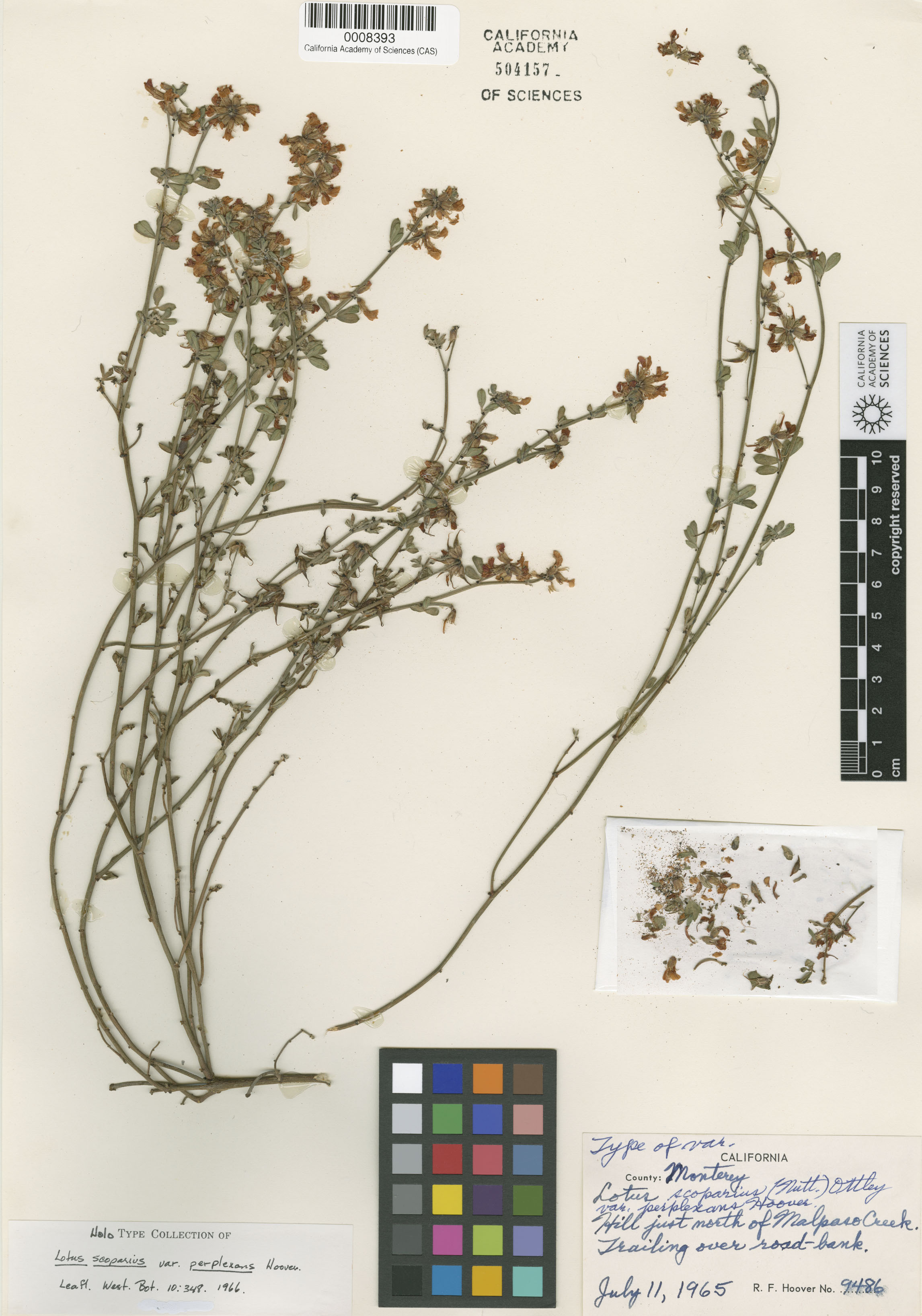 Acmispon glabrus var. glabrus image