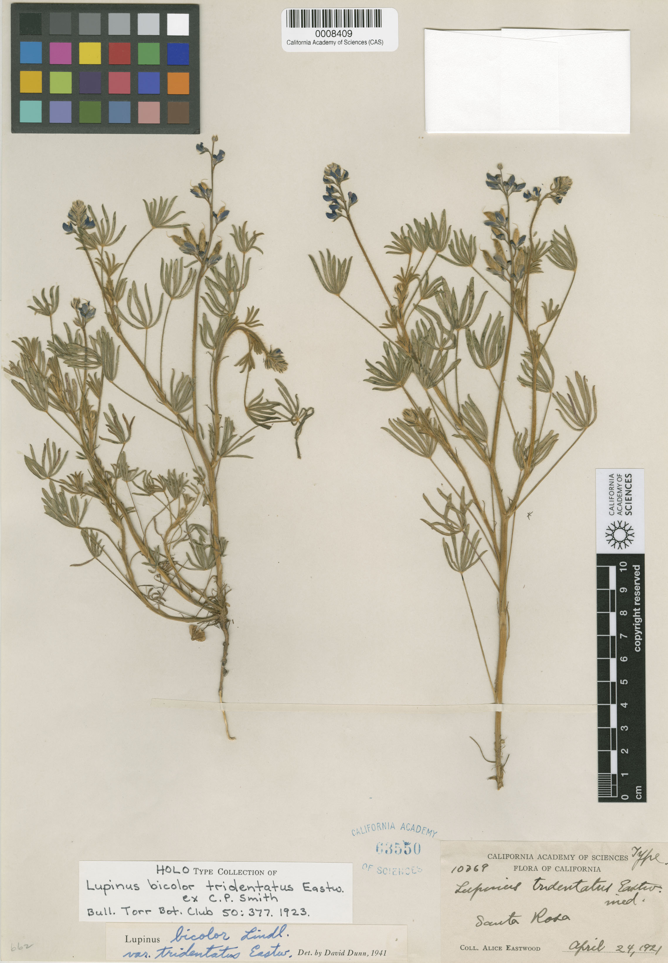 Lupinus bicolor var. tridentatus image