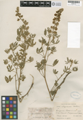 Lupinus X alpestris image