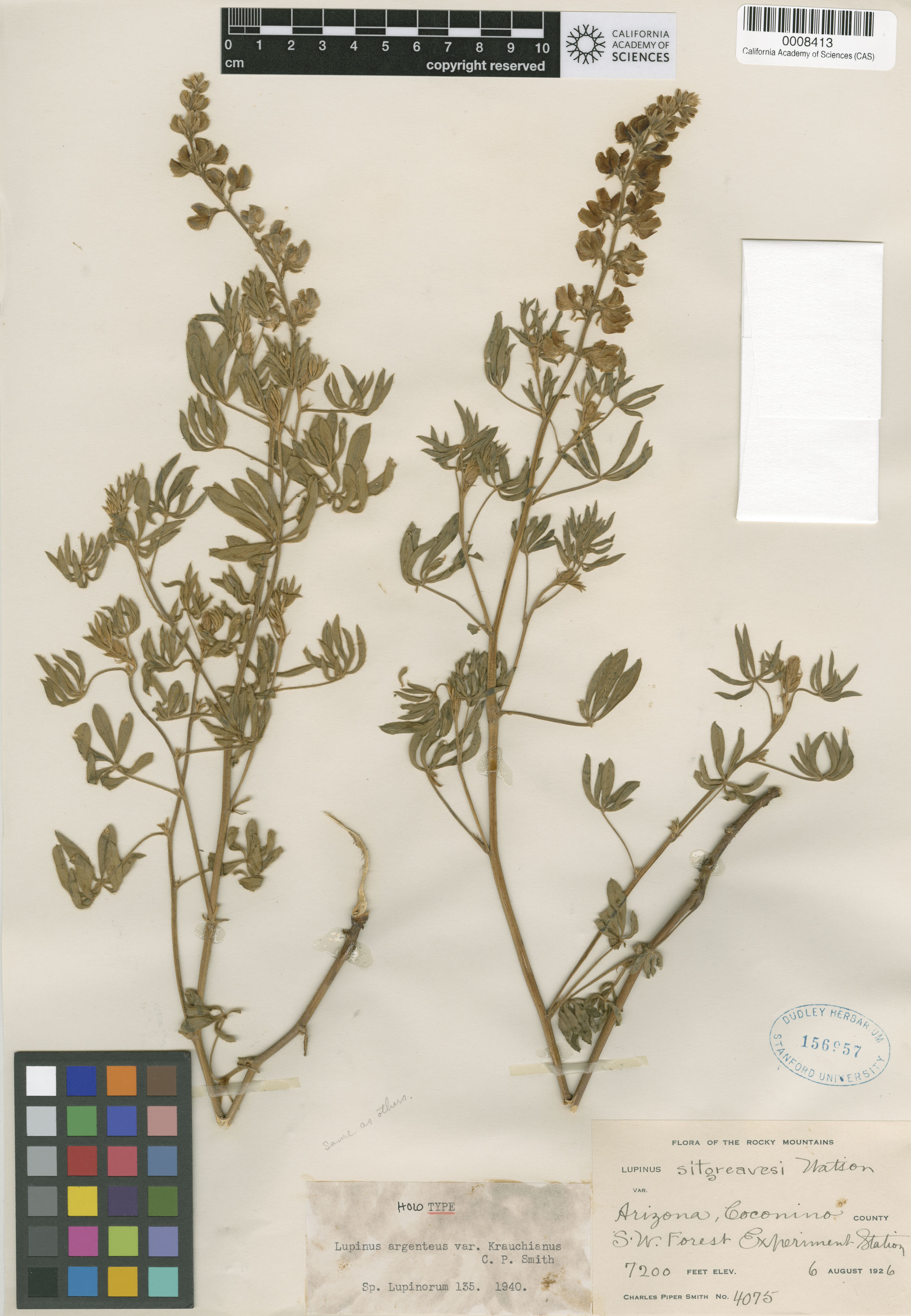 Lupinus X alpestris image