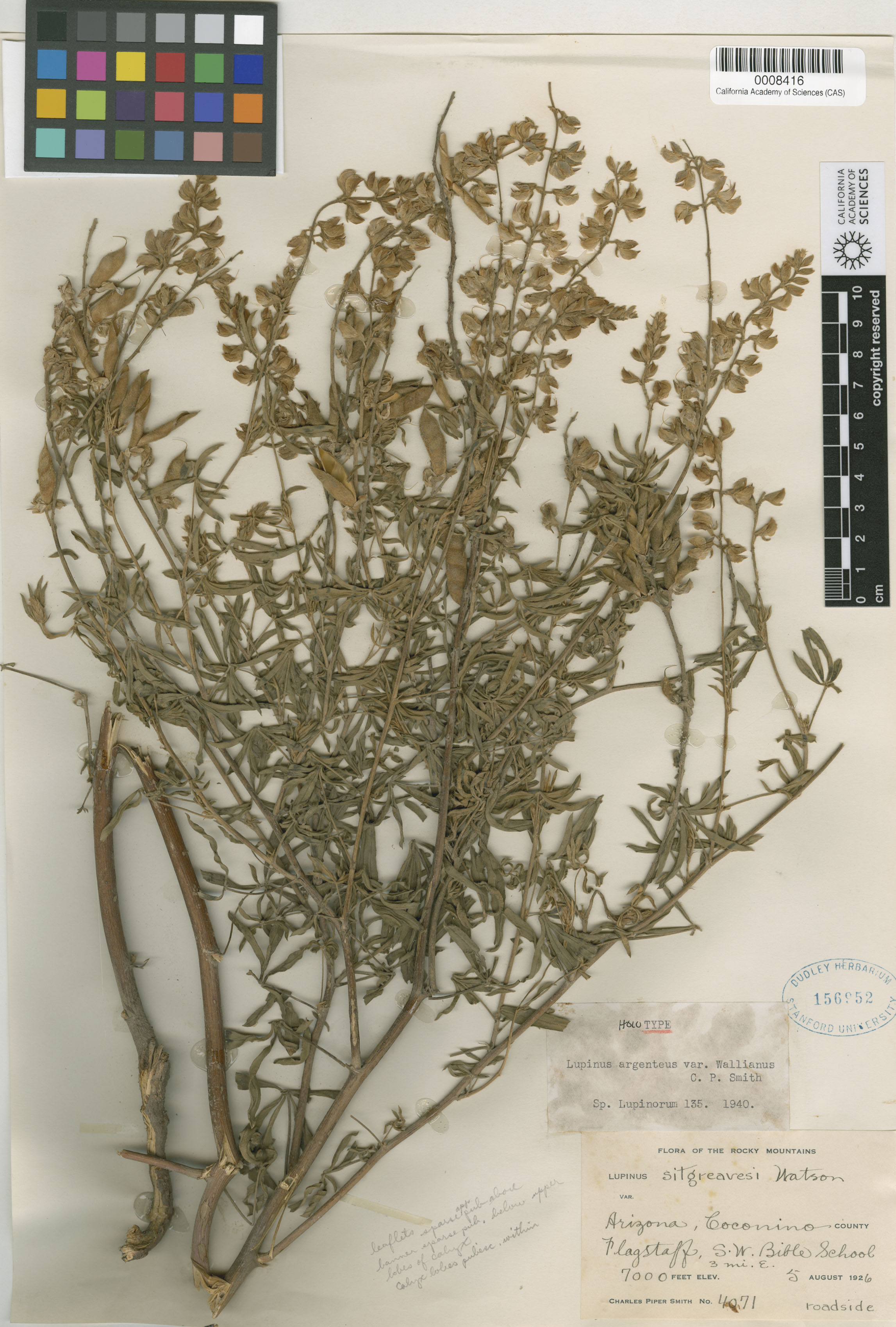 Lupinus X alpestris image