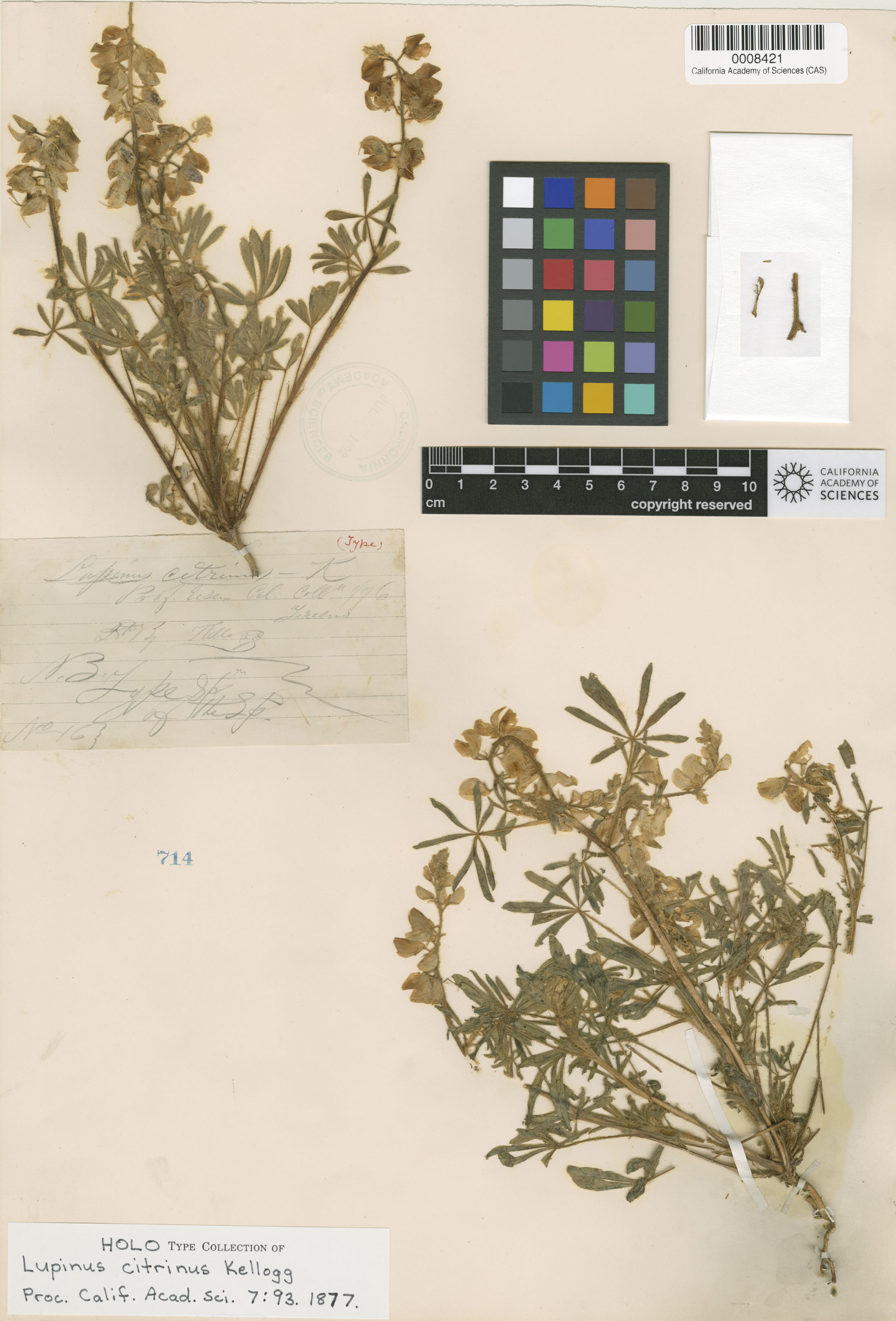 Lupinus citrinus image