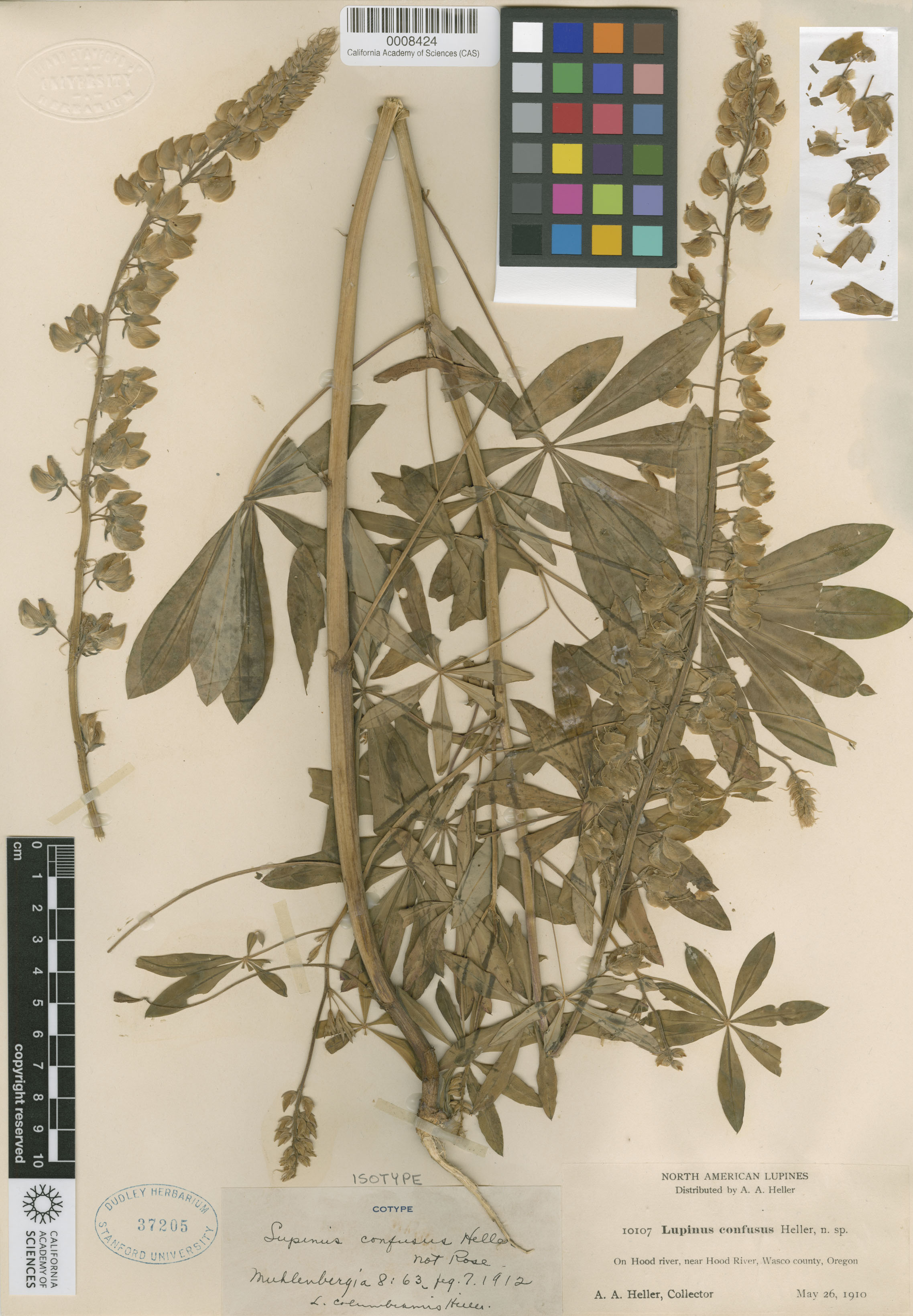 Lupinus columbianus image