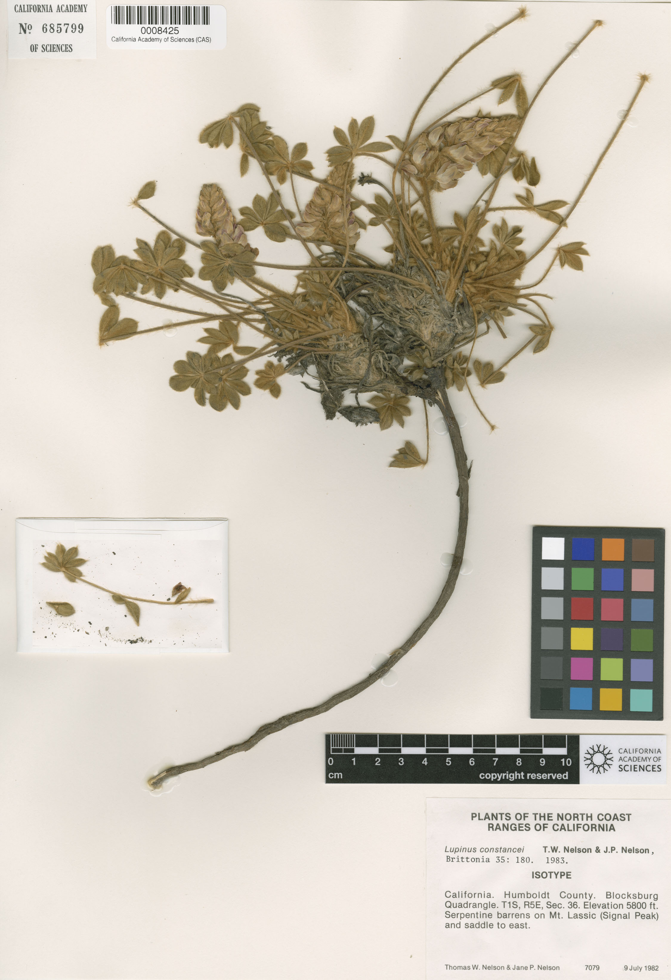 Lupinus constancei image