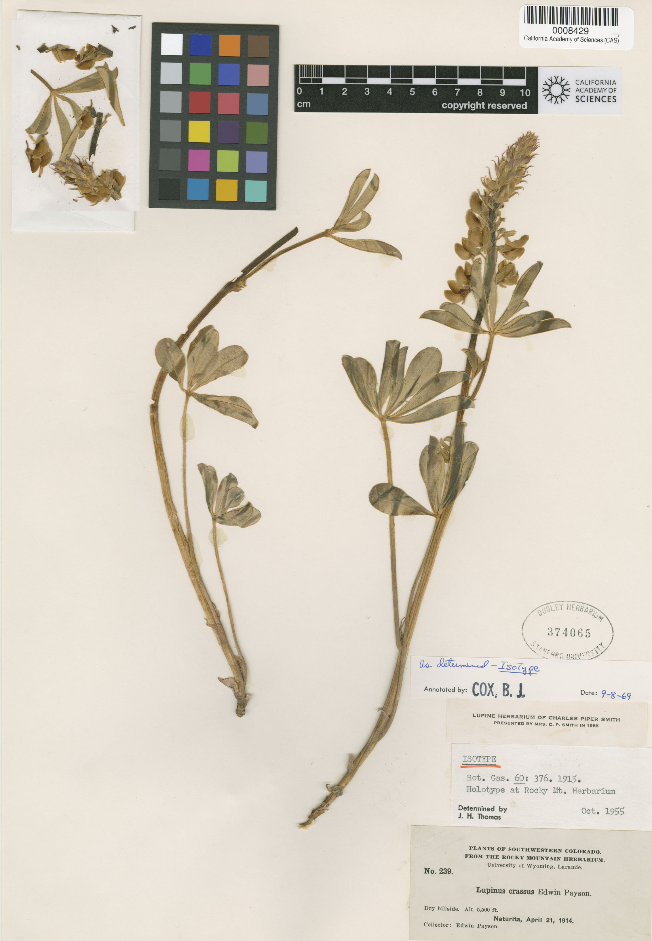 Lupinus crassus image