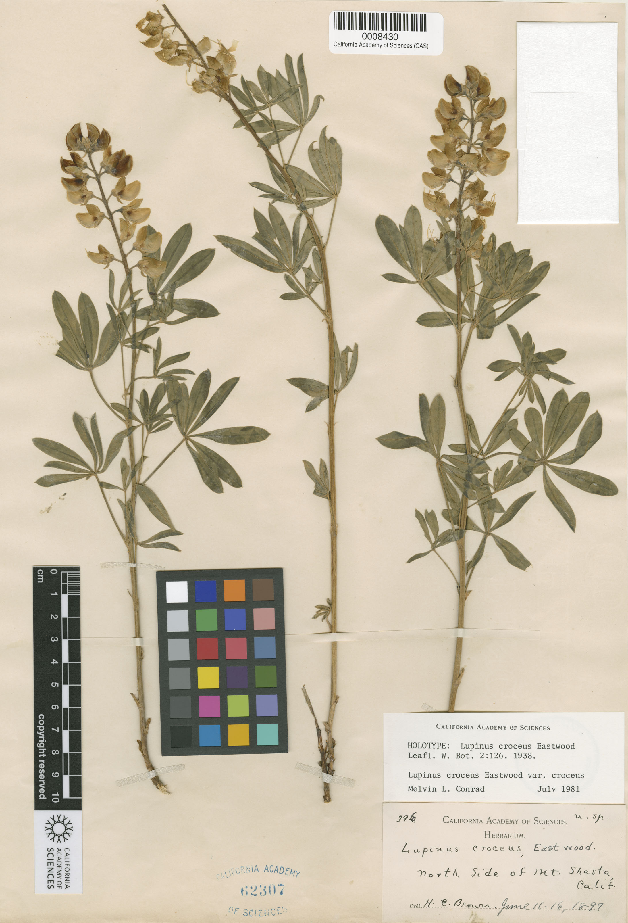 Lupinus croceus var. croceus image