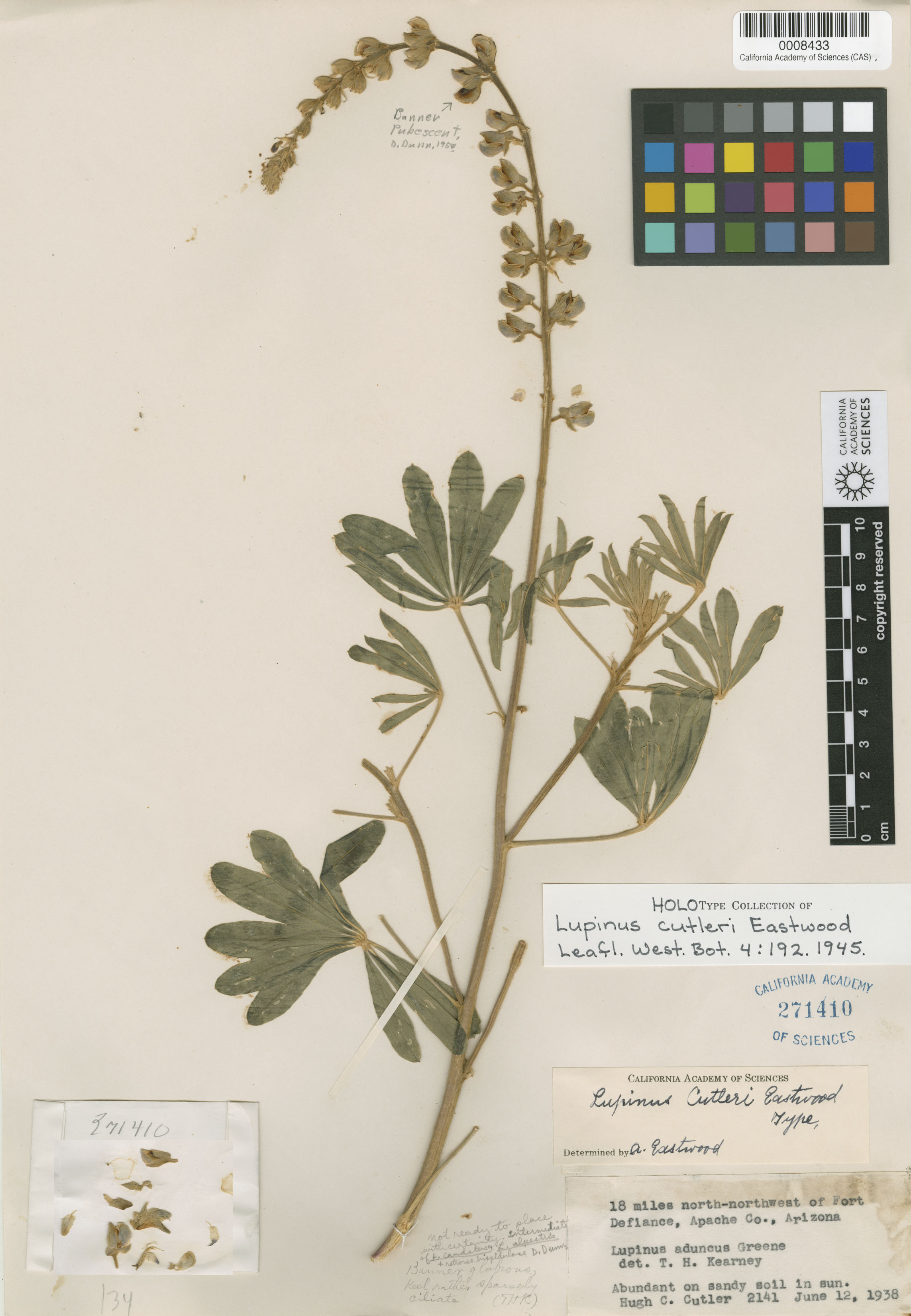 Lupinus cutleri image