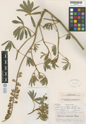 Lupinus cutleri image