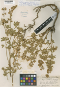 Lupinus dalesiae image