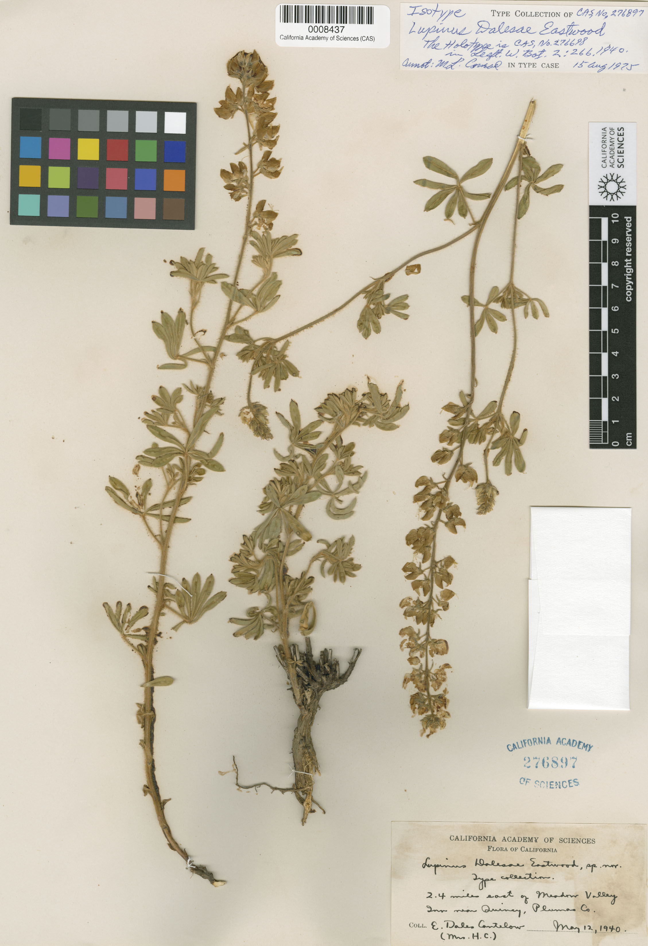 Lupinus dalesiae image