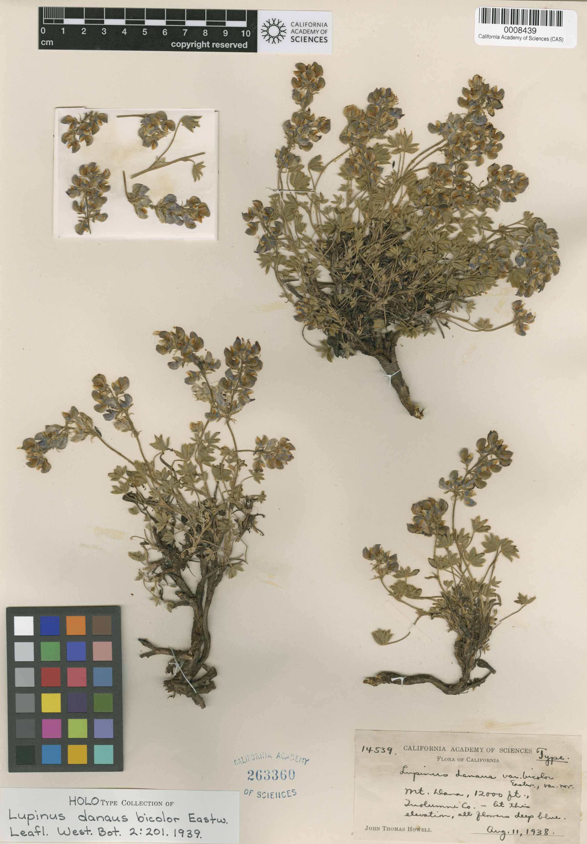 Lupinus danaus image