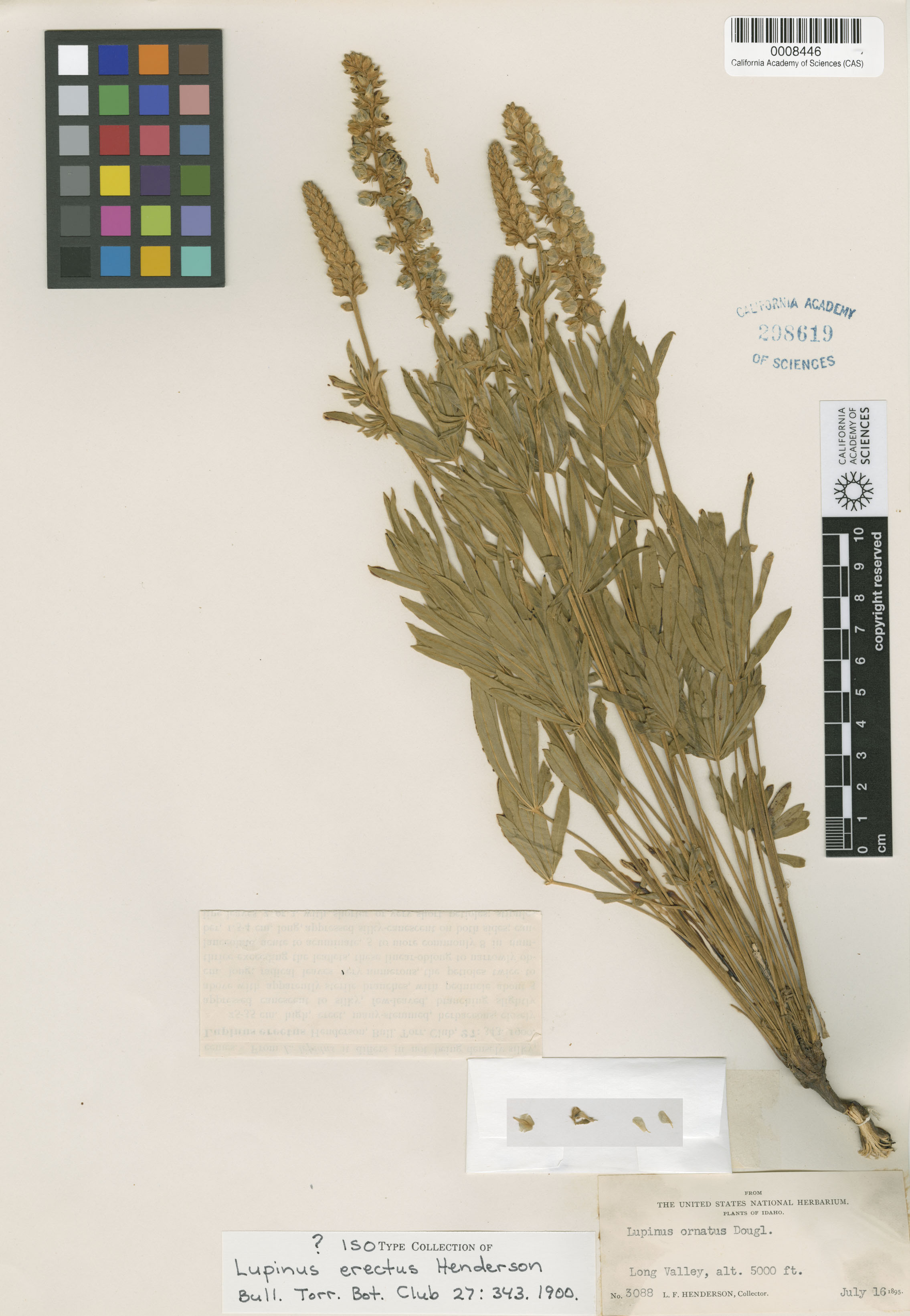 Lupinus erectus image