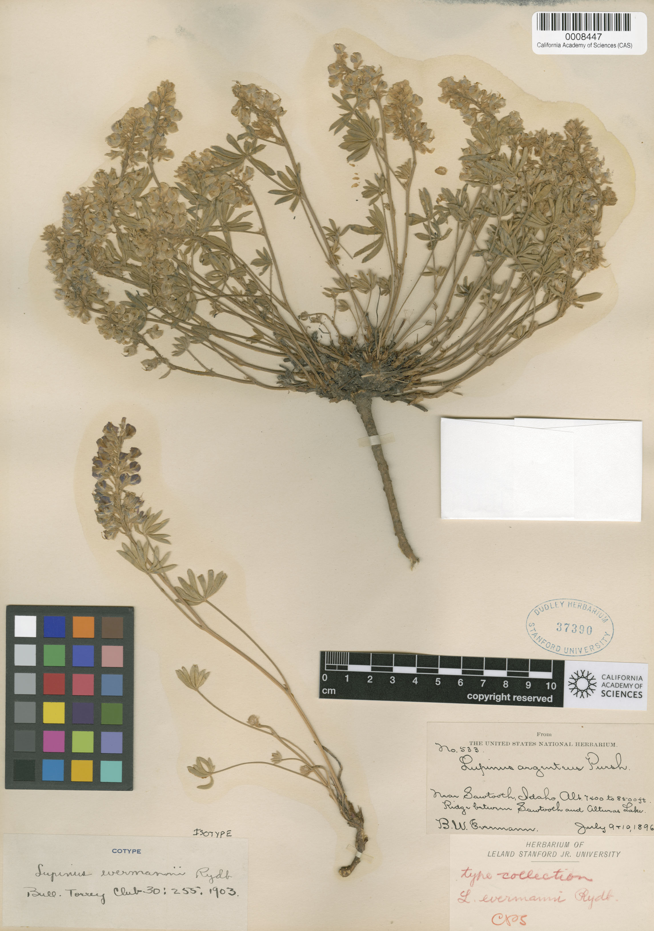 Lupinus evermannii image