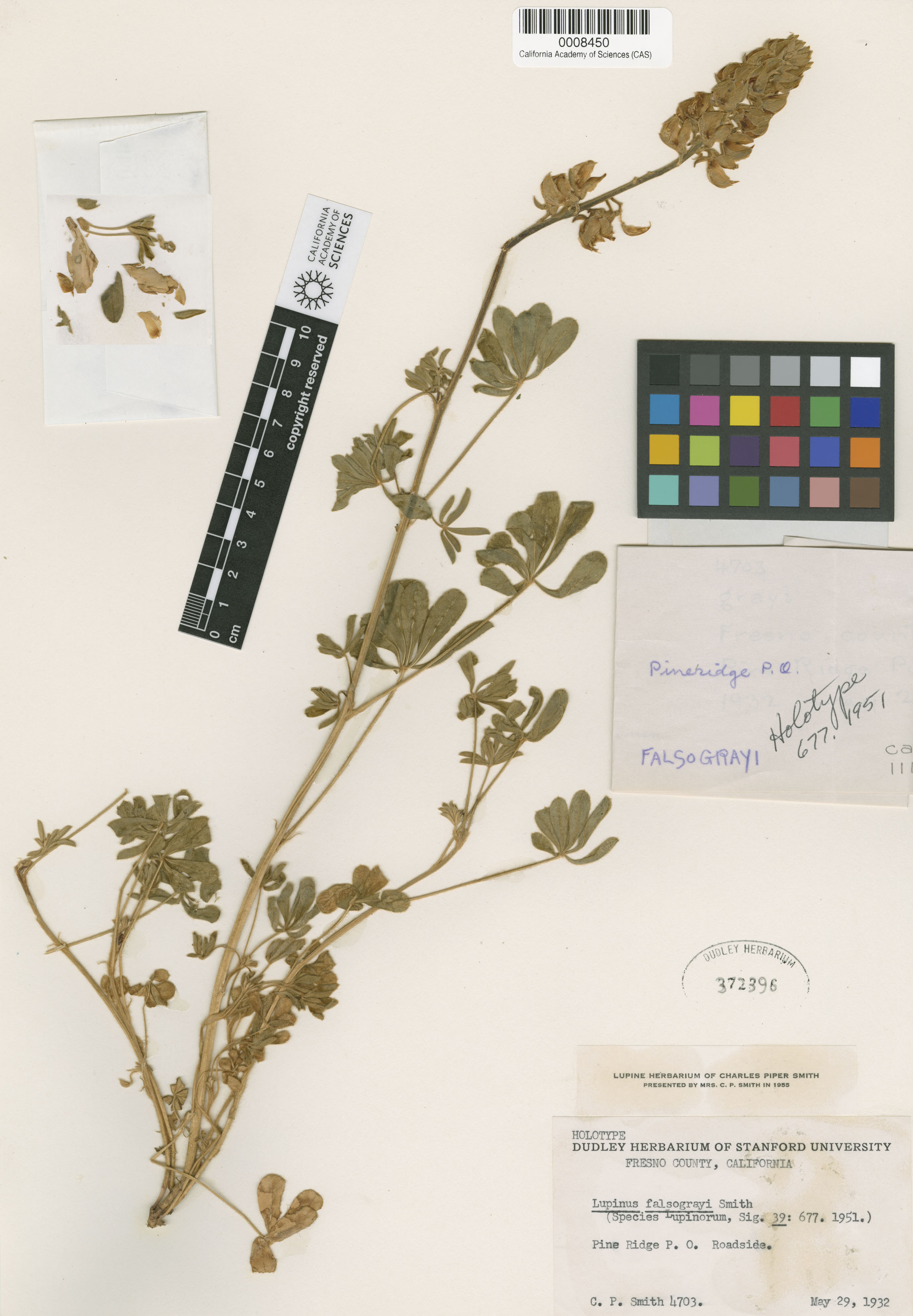 Lupinus grayi image