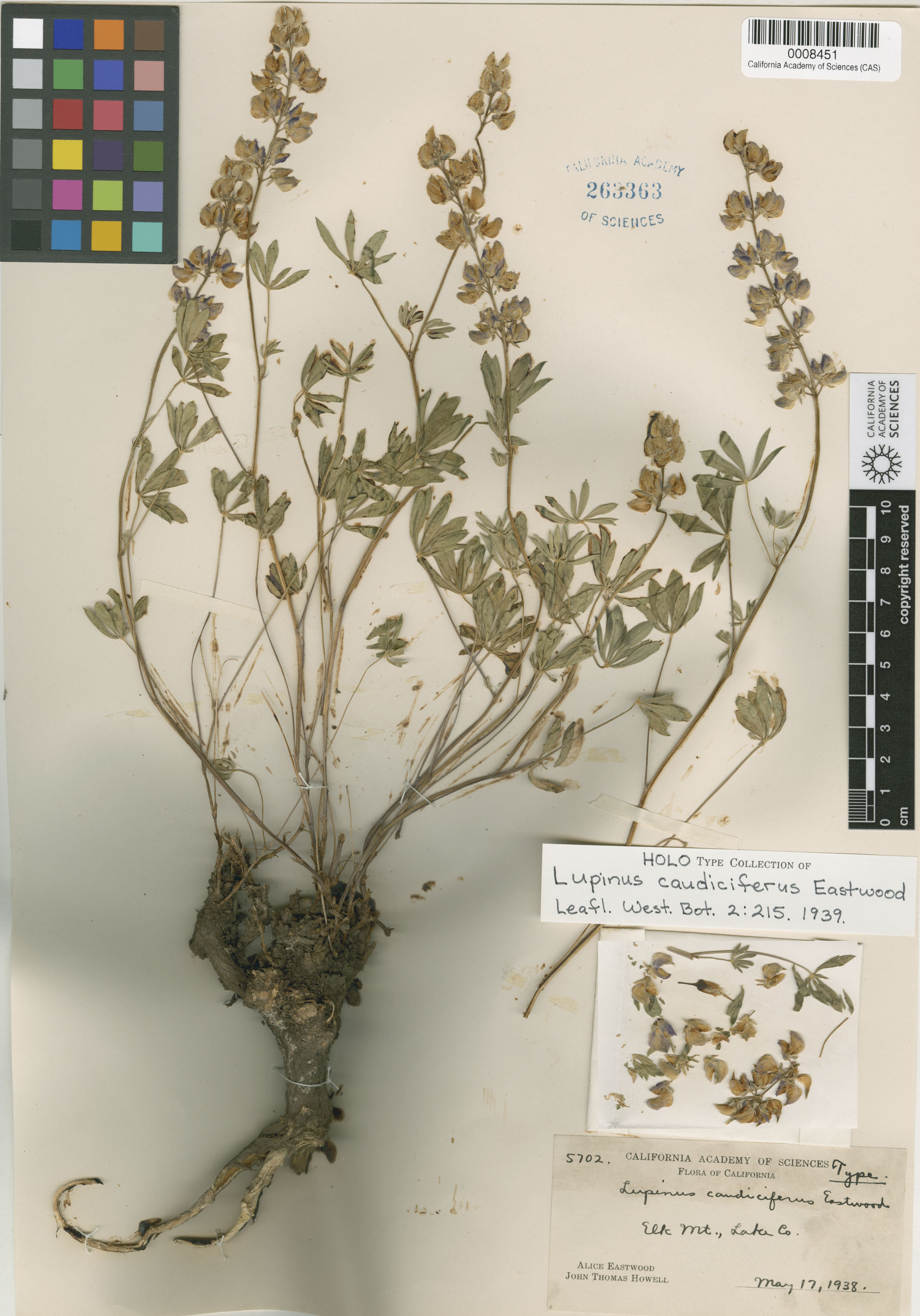 Lupinus caudiciferus image