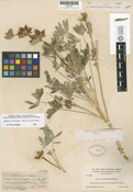Lupinus densiflorus image