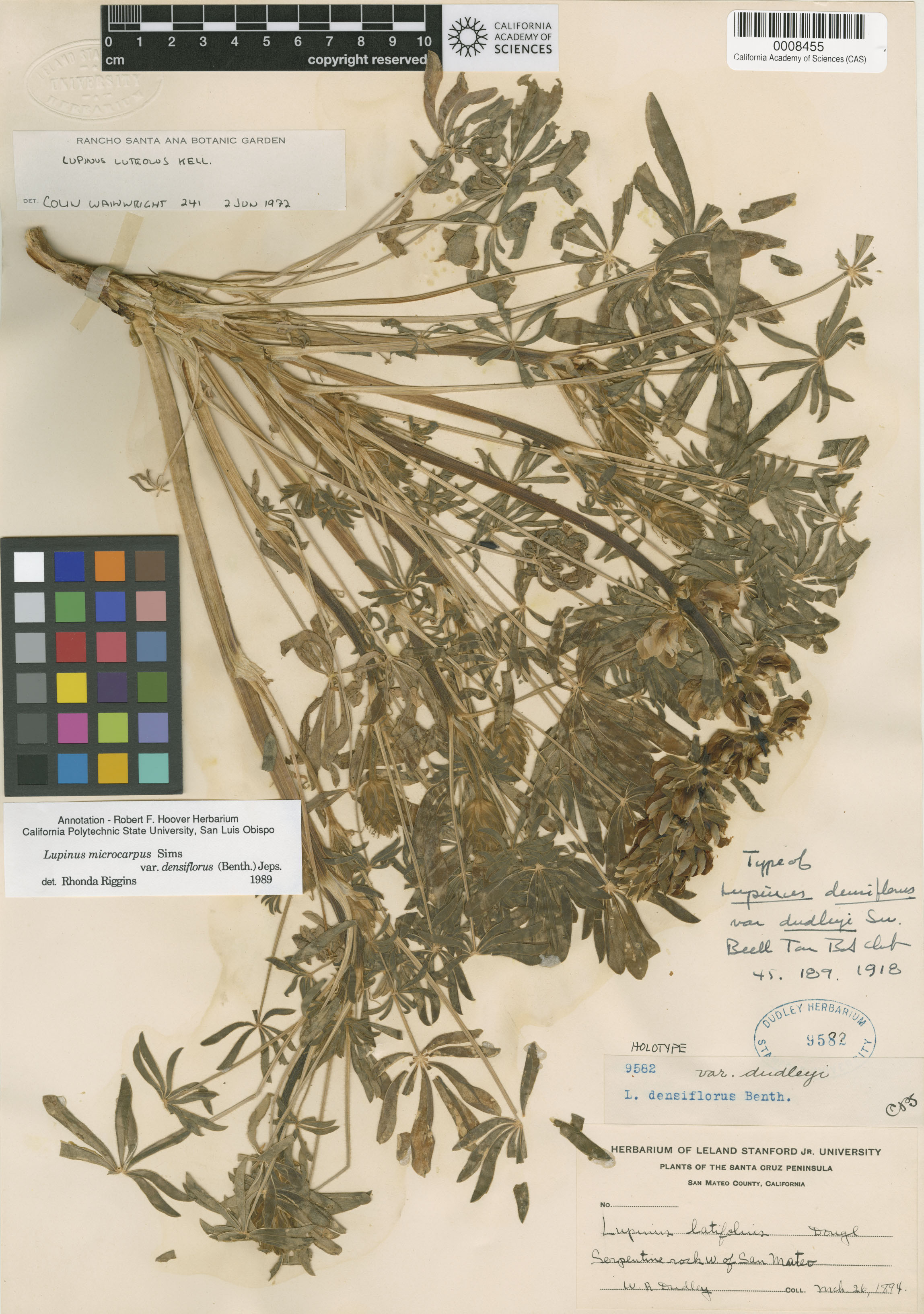 Lupinus densiflorus image