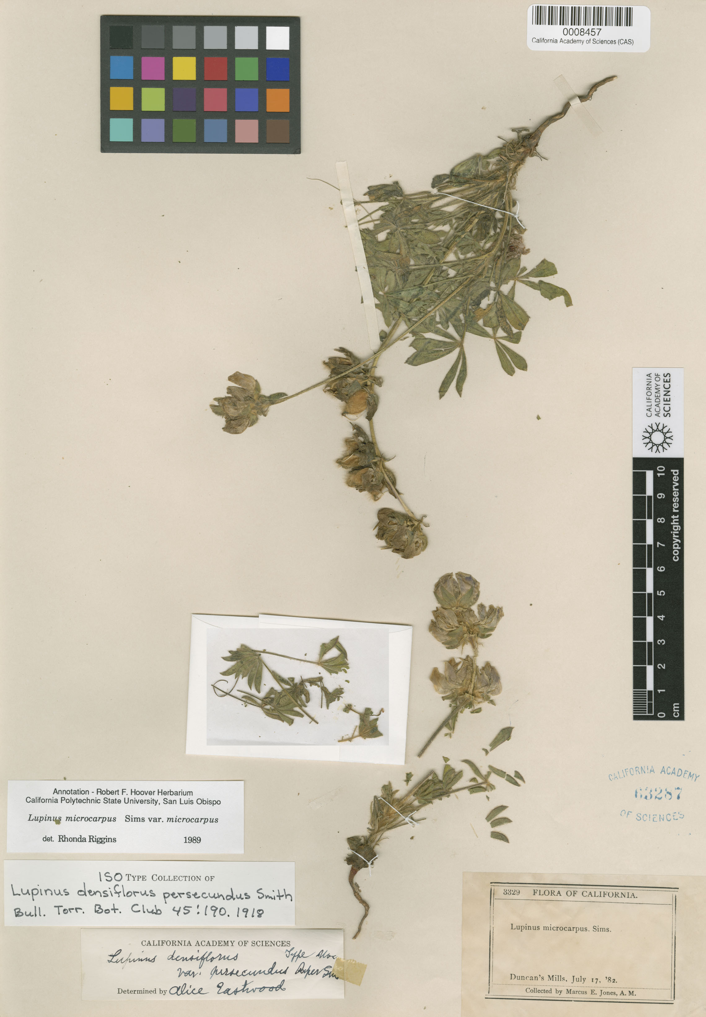 Lupinus densiflorus var. lacteus image