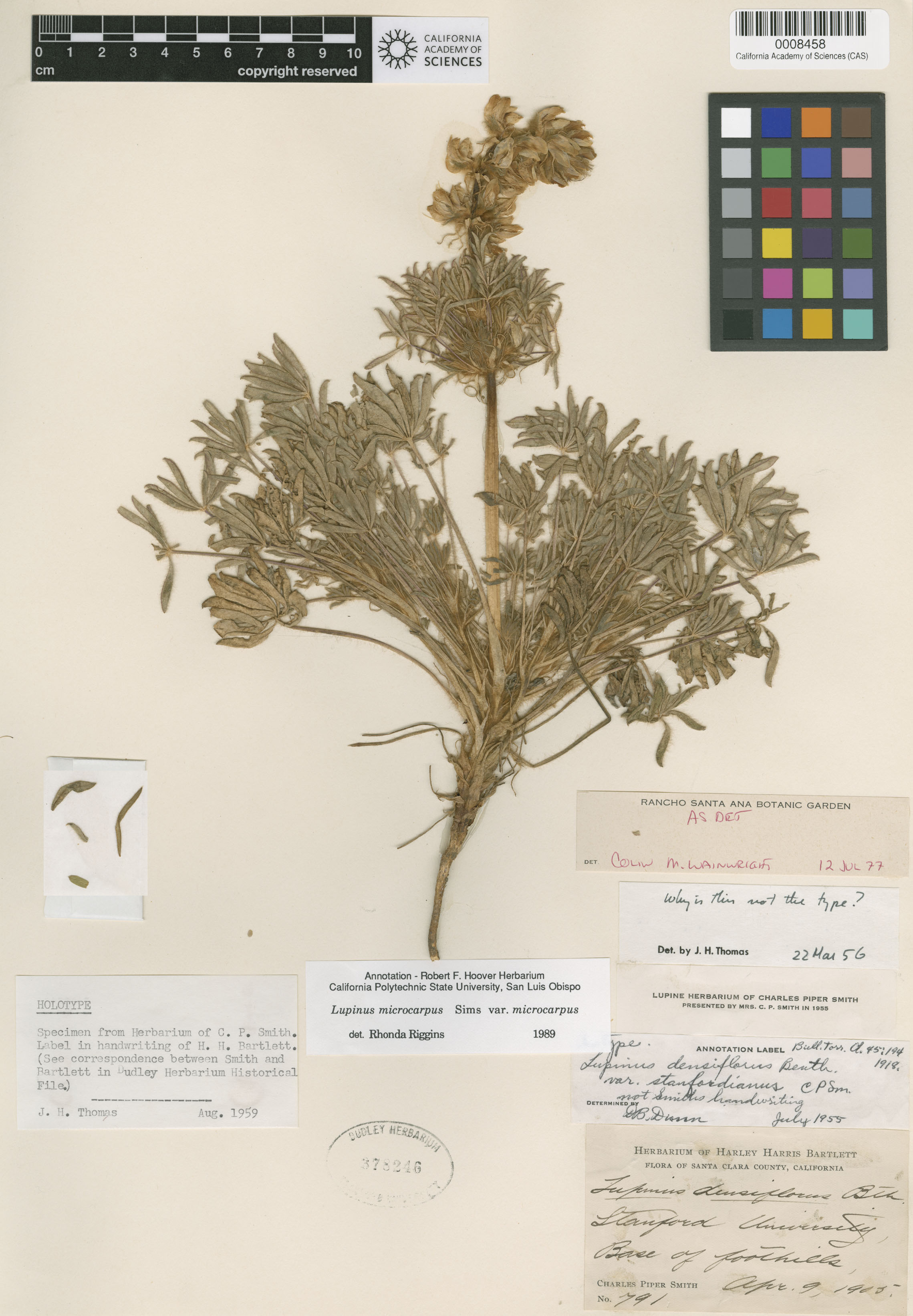 Lupinus densiflorus var. palustris image