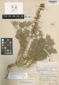 Lupinus densiflorus var. palustris image