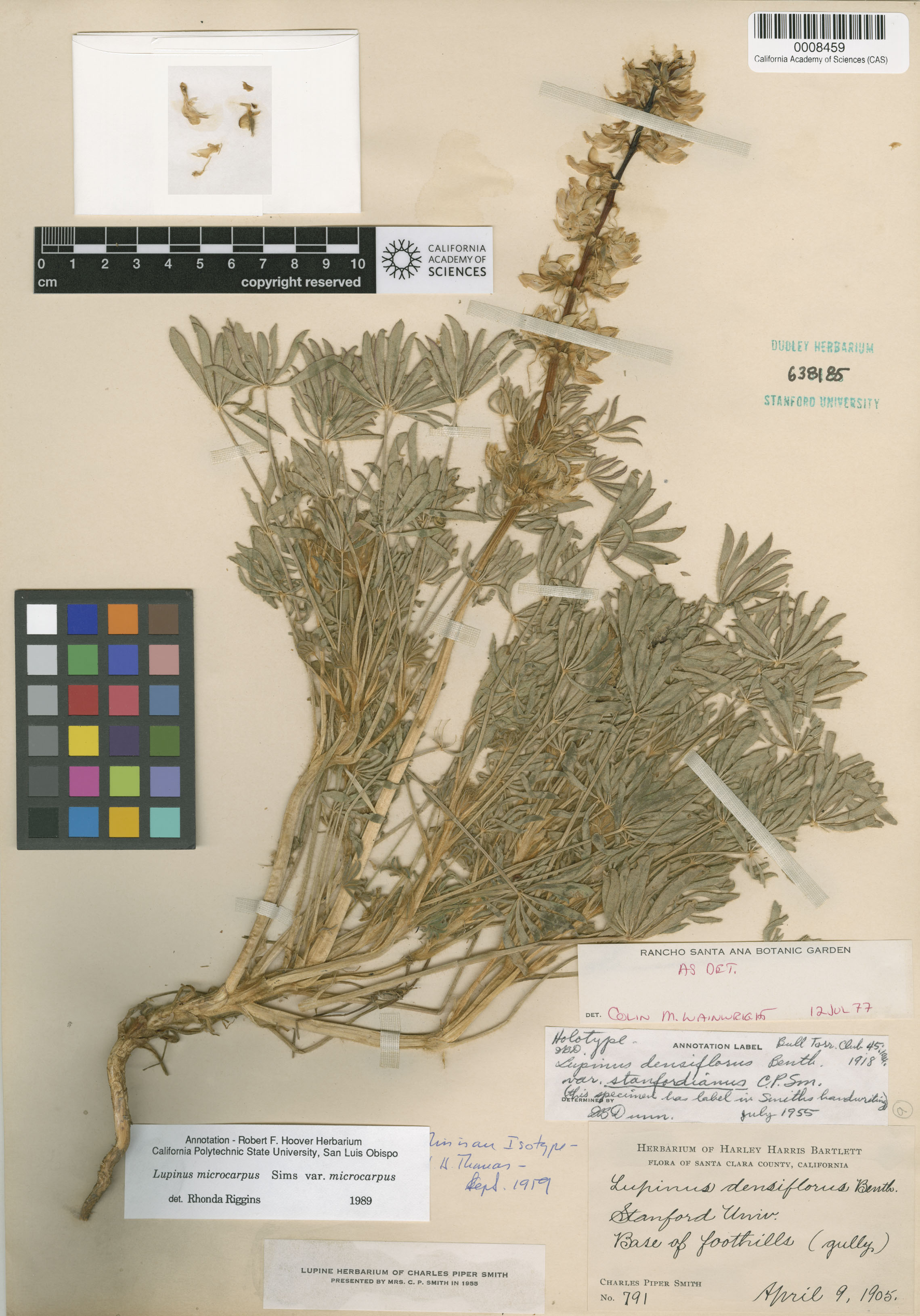 Lupinus densiflorus var. palustris image