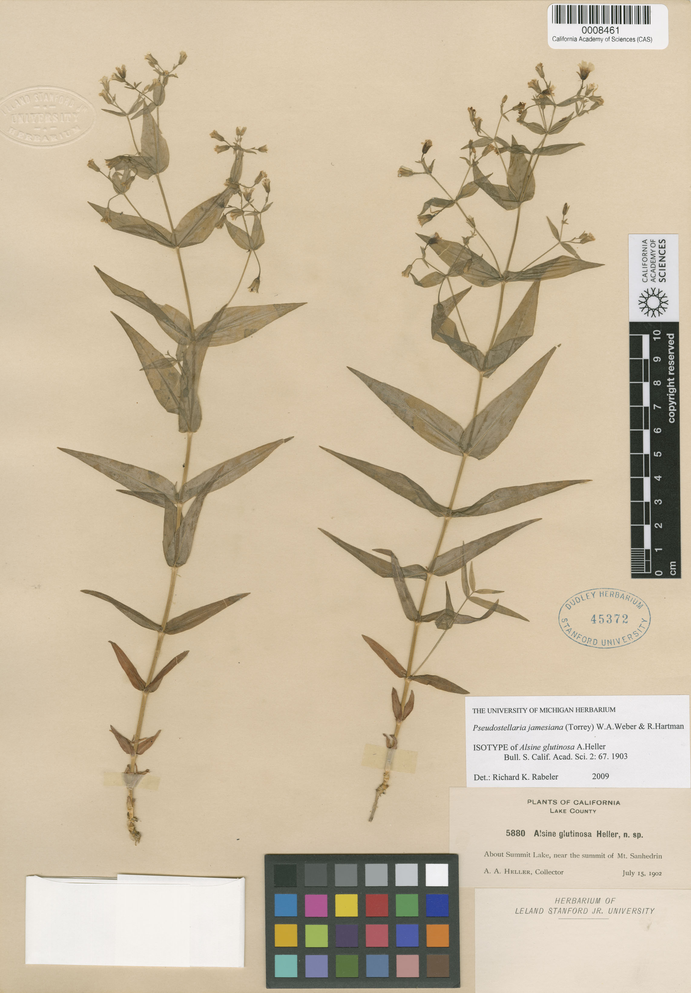 Caryophyllaceae image