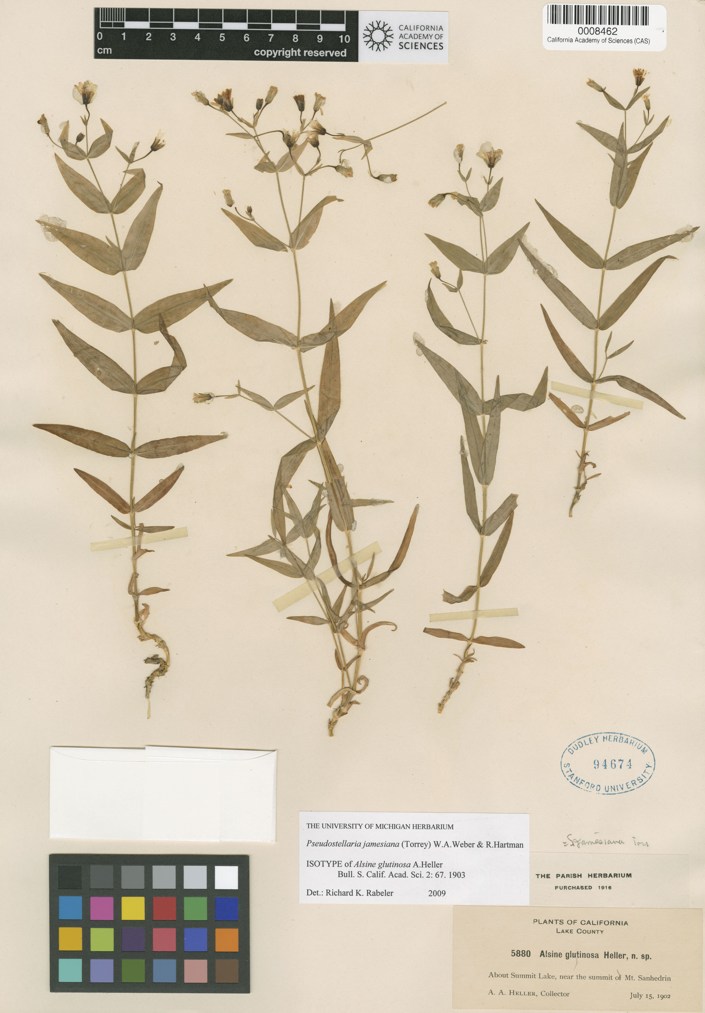 Pseudostellaria jamesiana image