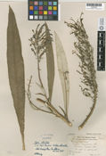 Image of Lobelia hypoleuca
