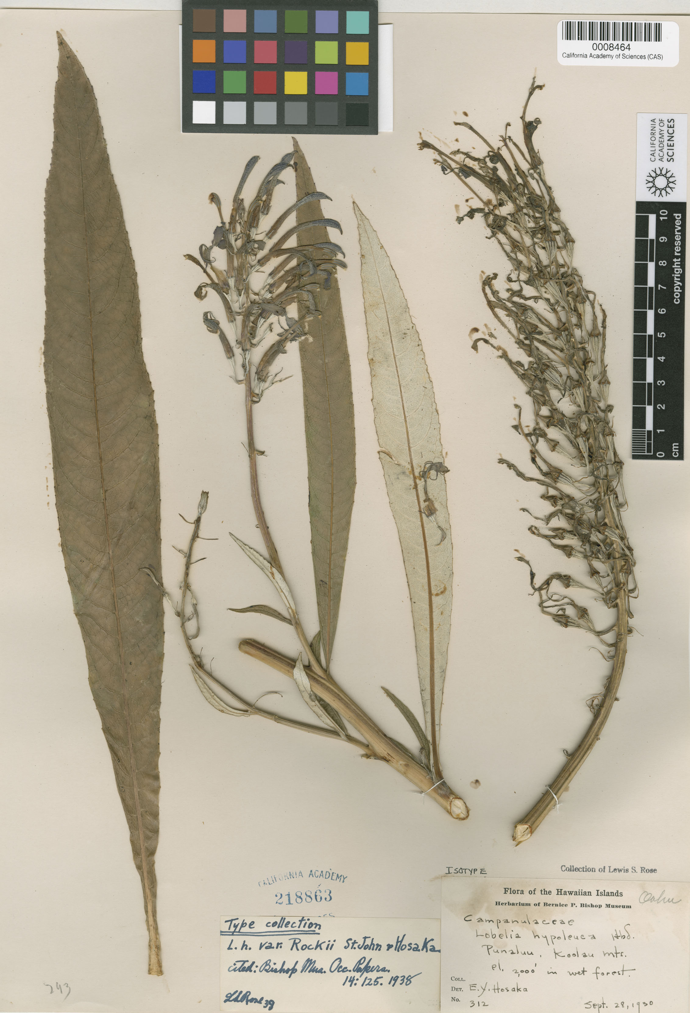 Lobelia hypoleuca image