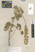 Lupinus fissicalyx image