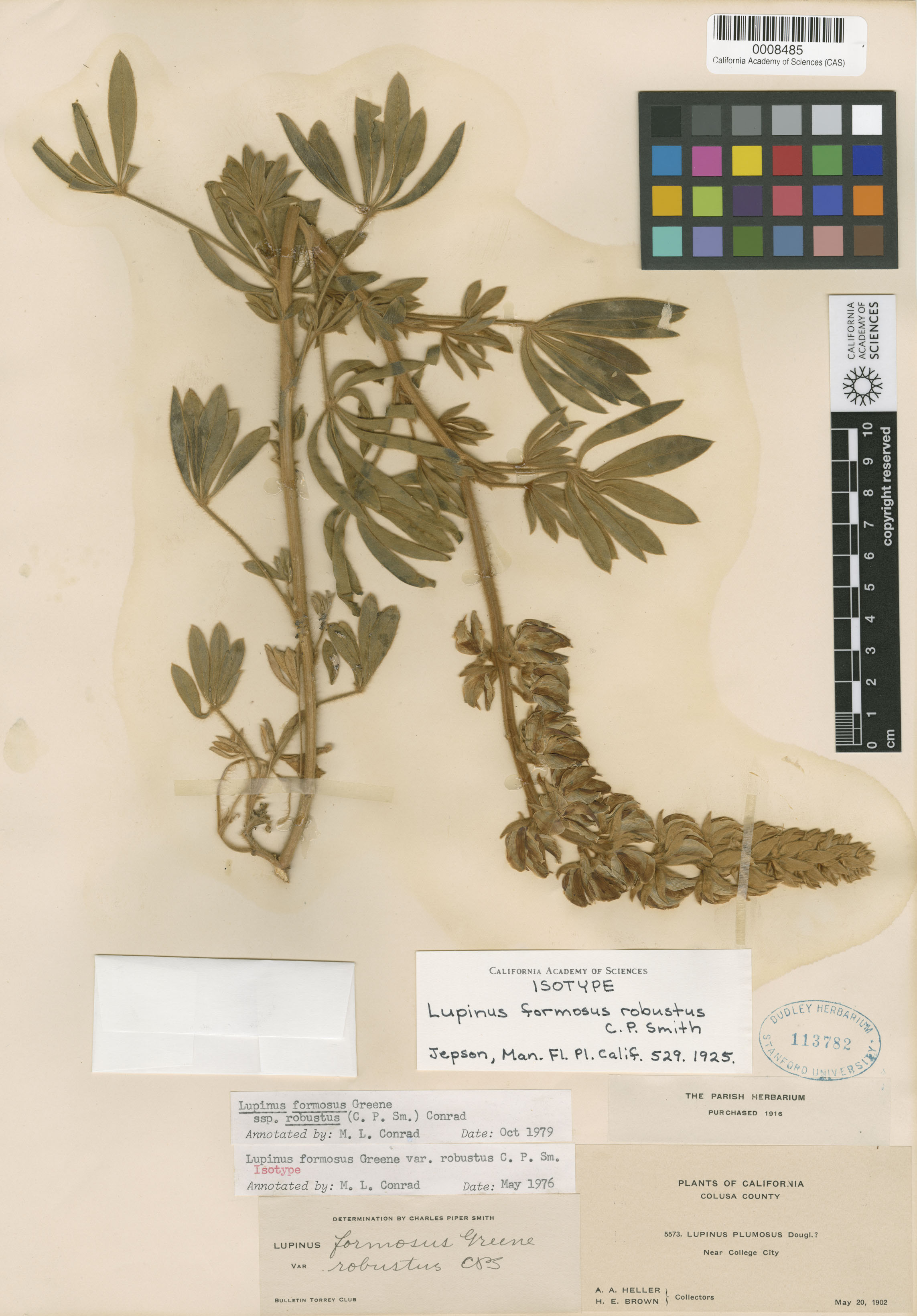 Lupinus formosus var. robustus image