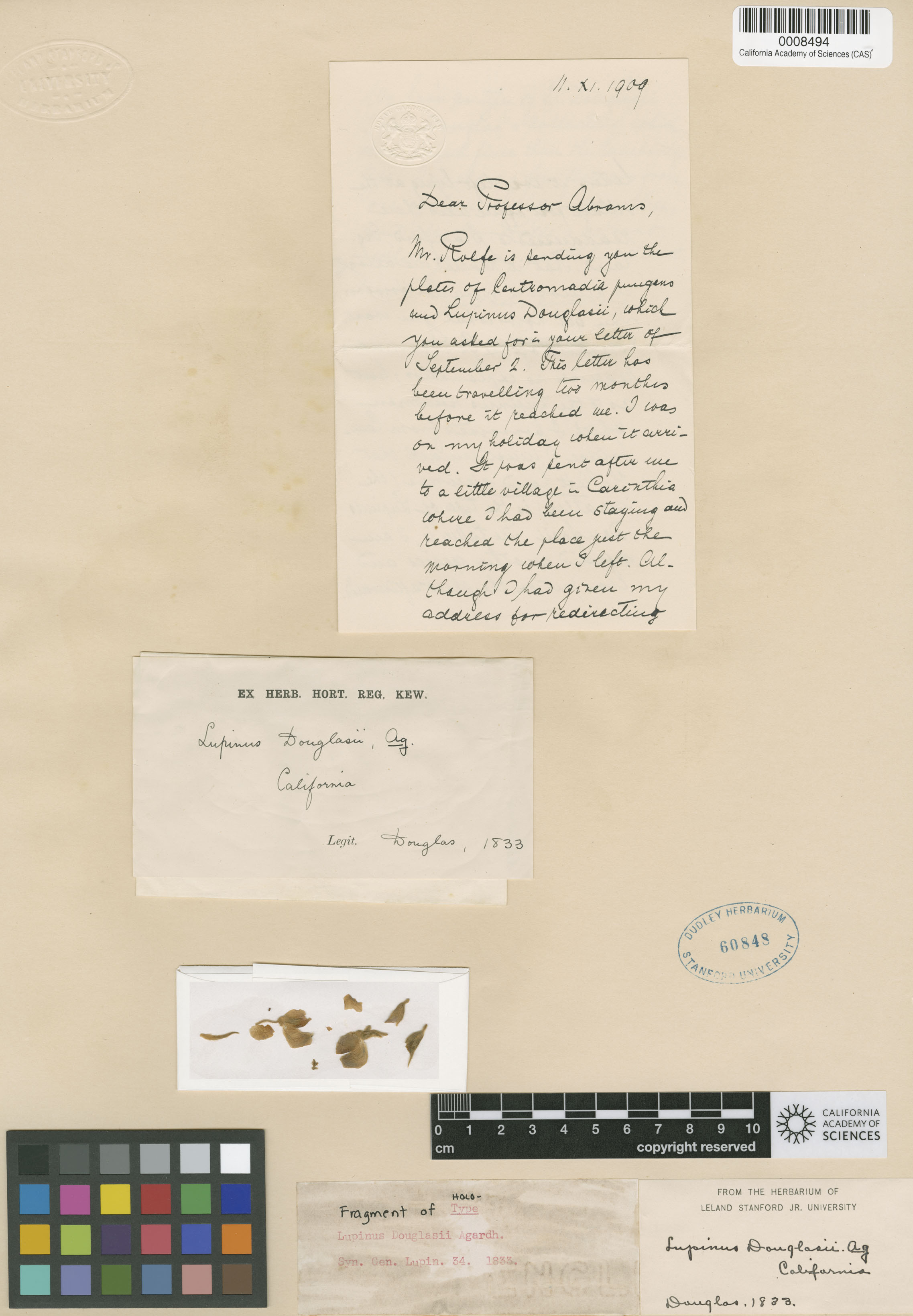 Lupinus douglasii image