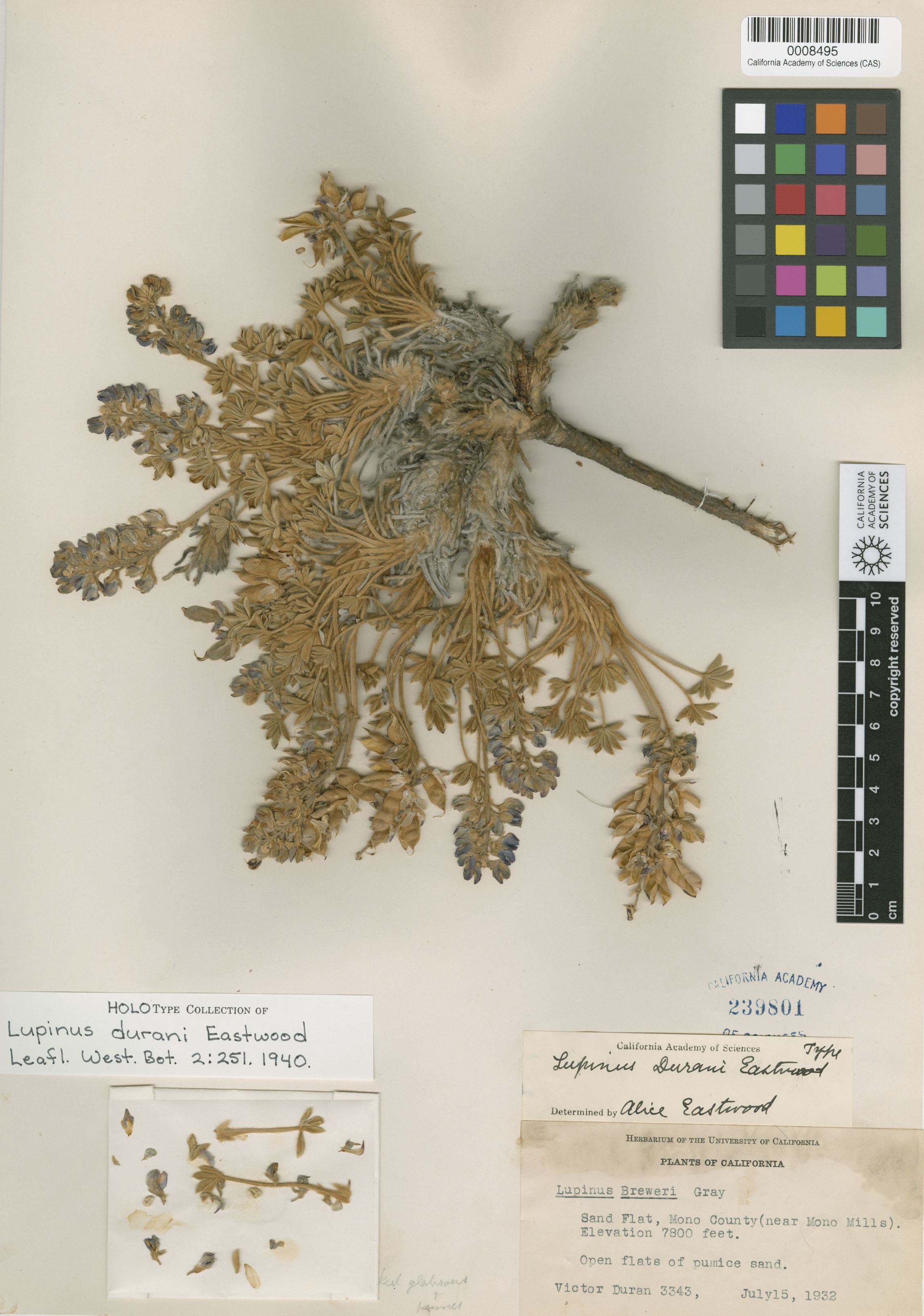 Lupinus duranii image