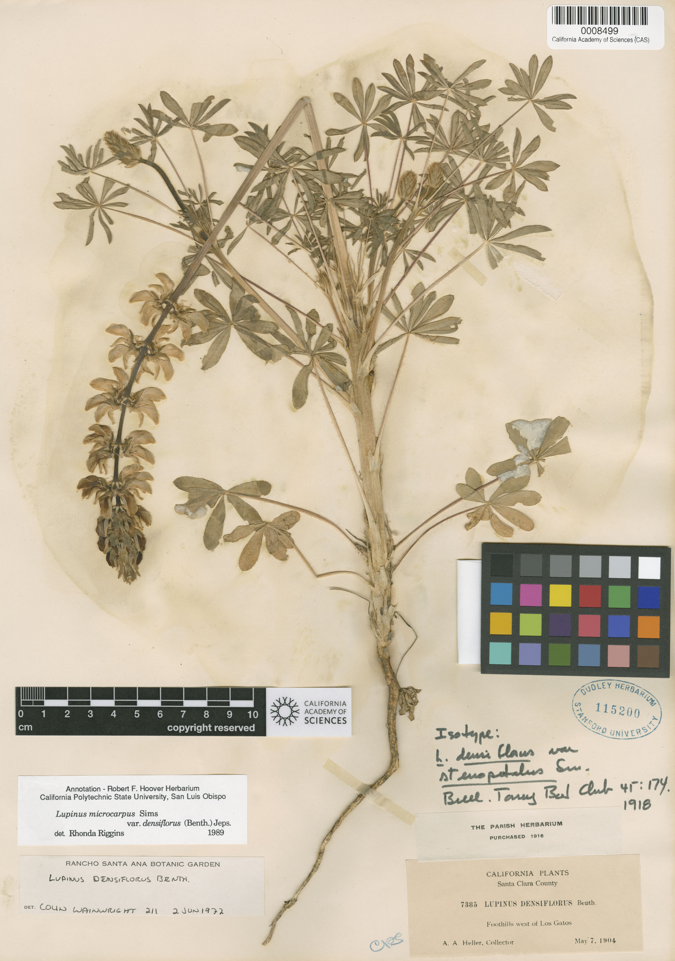 Lupinus densiflorus var. densiflorus image