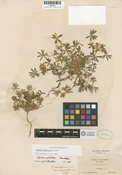 Lupinus pallidus image