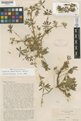Lupinus pallidus image