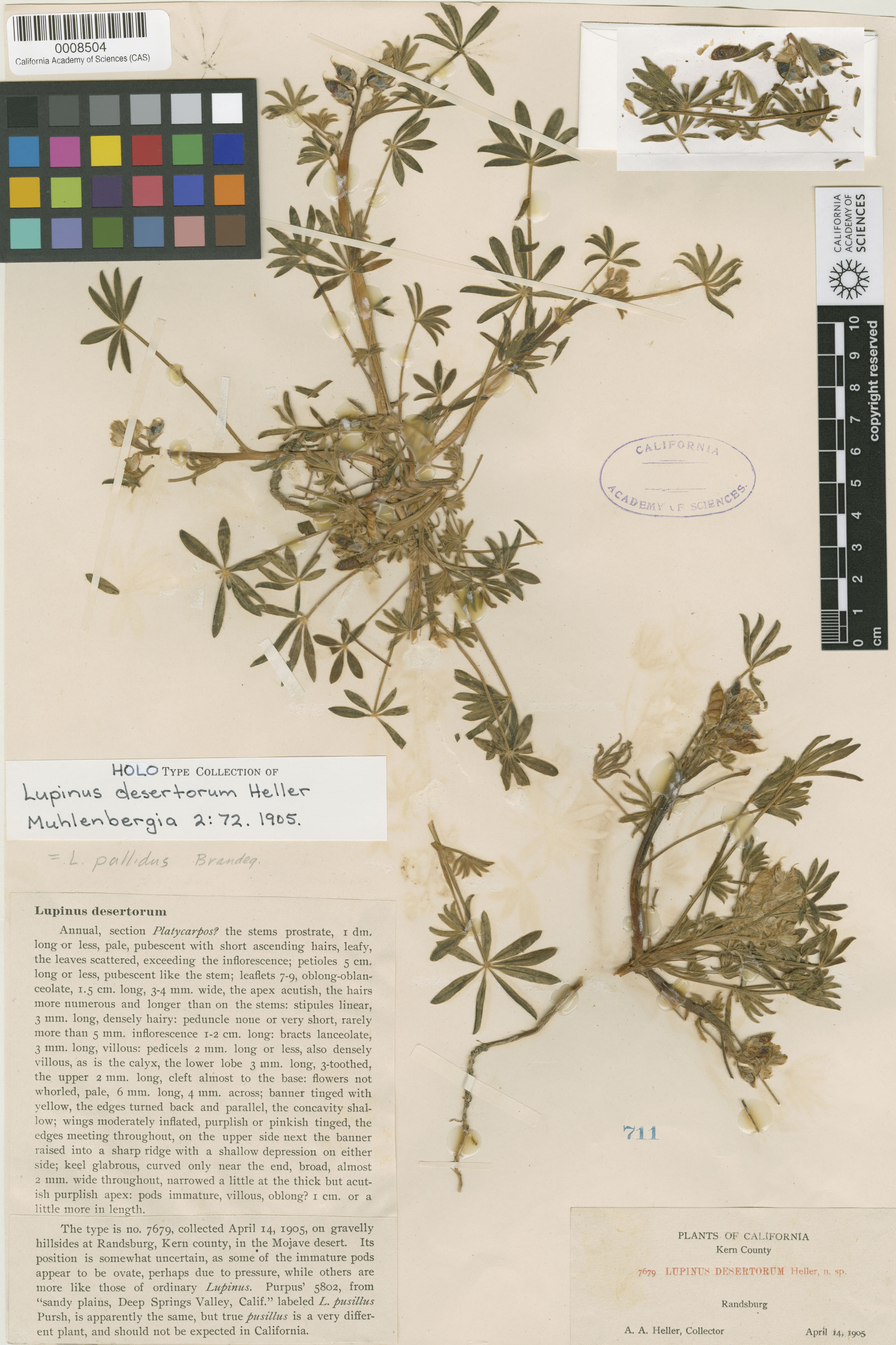 Lupinus pallidus image