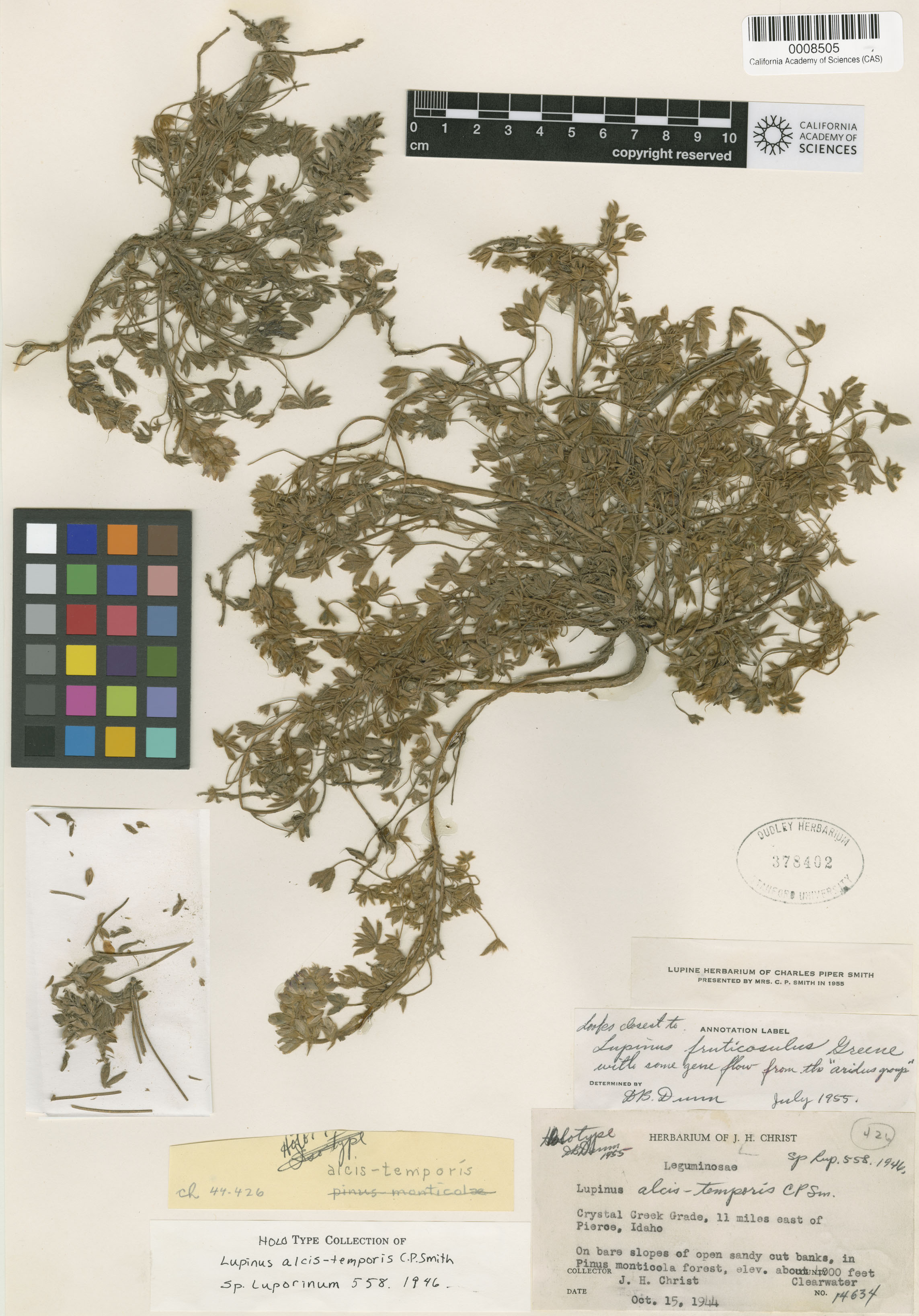 Lupinus alcis-temporis image