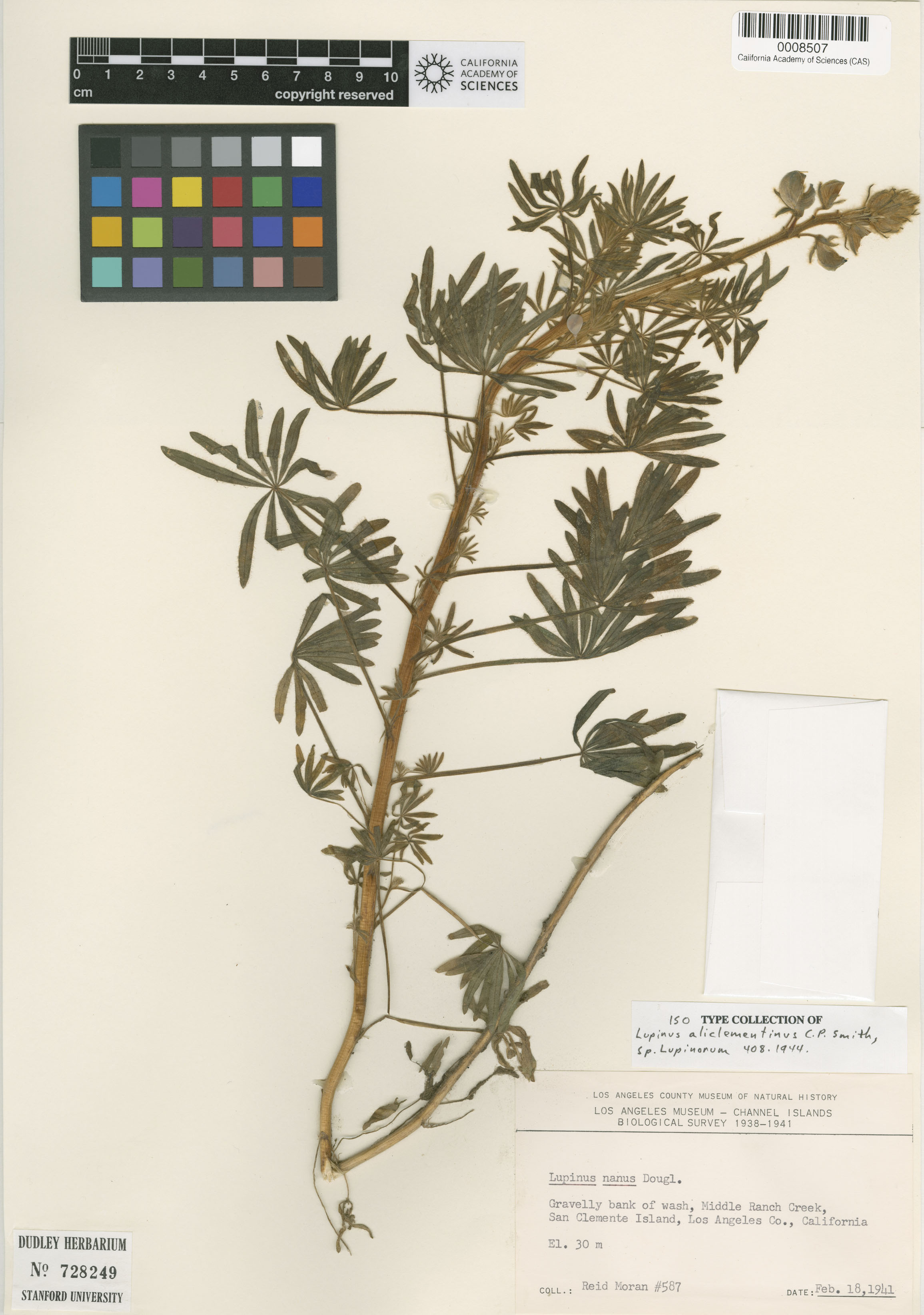 Lupinus guadalupensis image