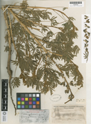 Lupinus guadalupensis image