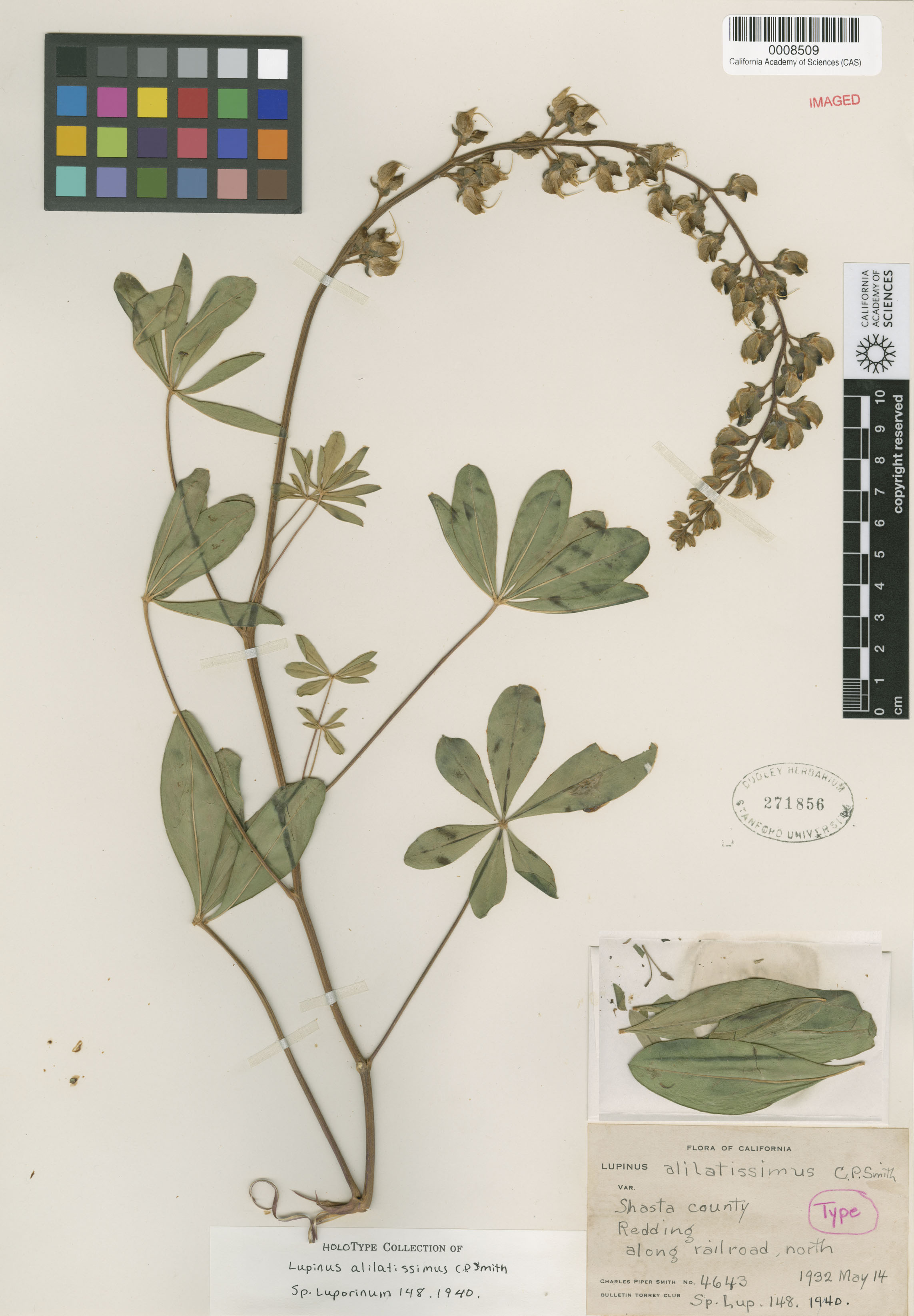 Lupinus alilatissimus image