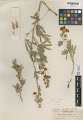 Lupinus amphibius image
