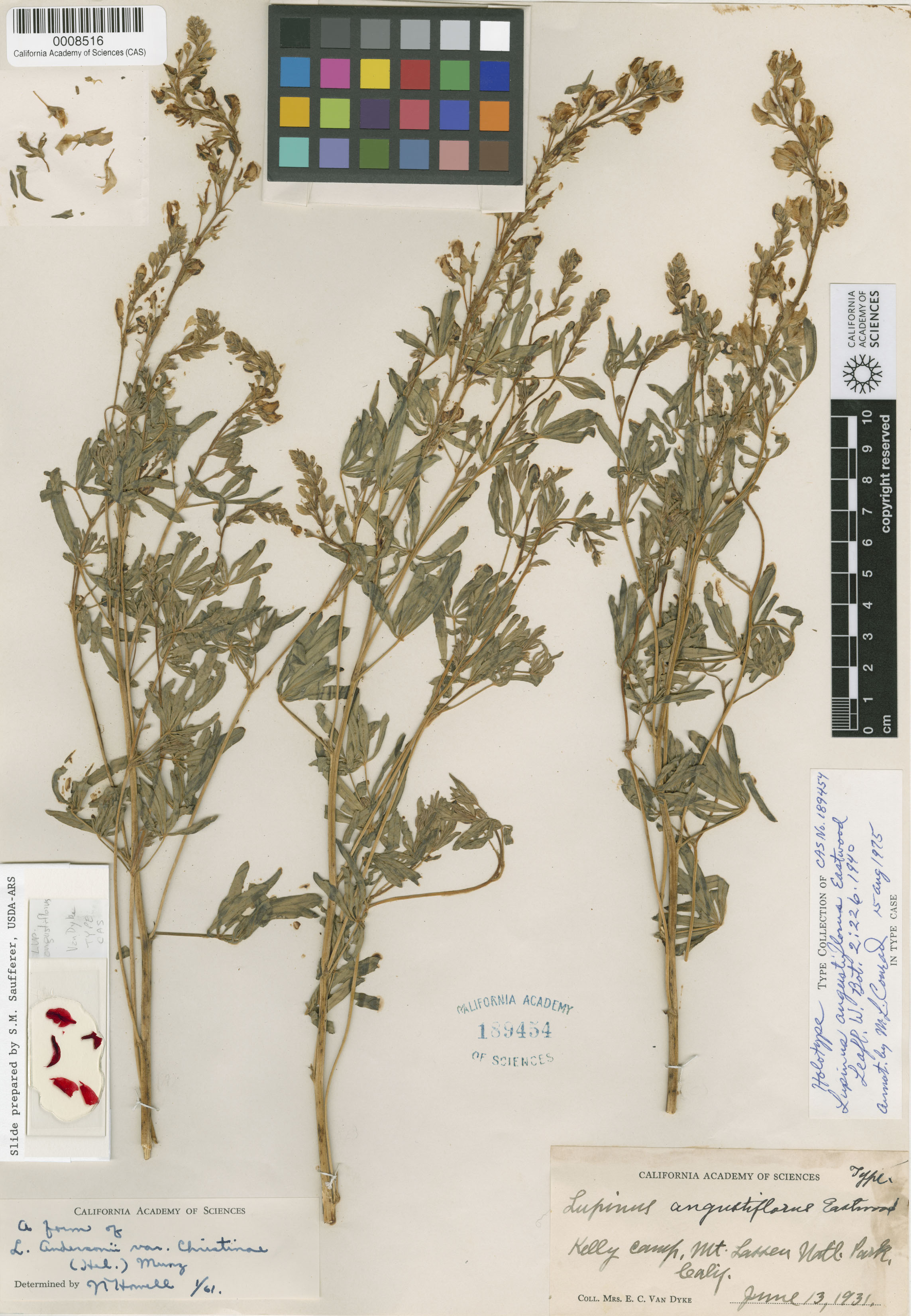 Lupinus angustiflorus image