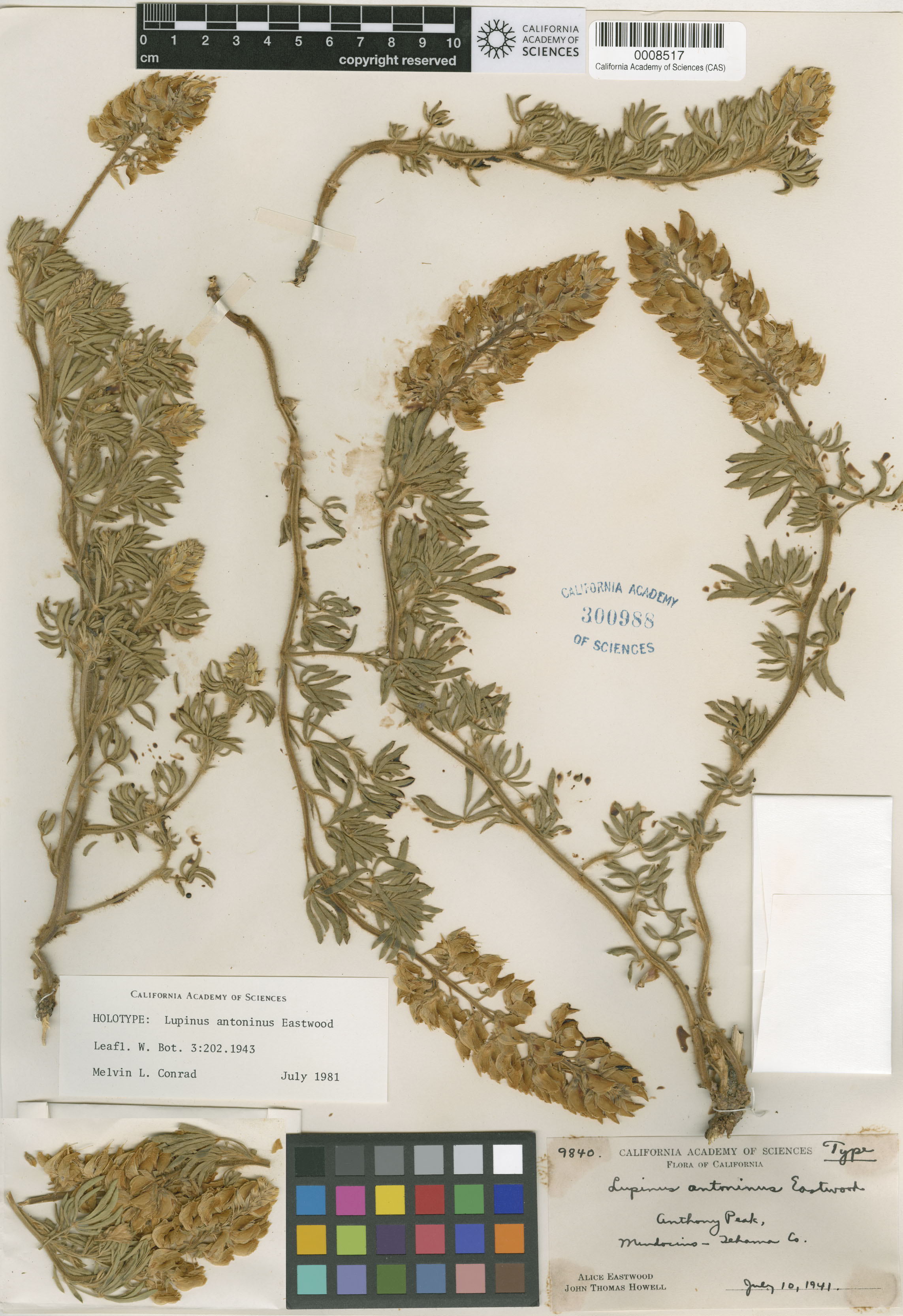 Lupinus antoninus image