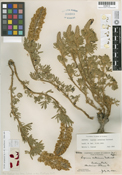 Lupinus antoninus image