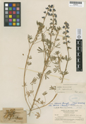 Lupinus apricus image
