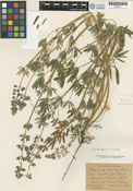 Lupinus apricus image