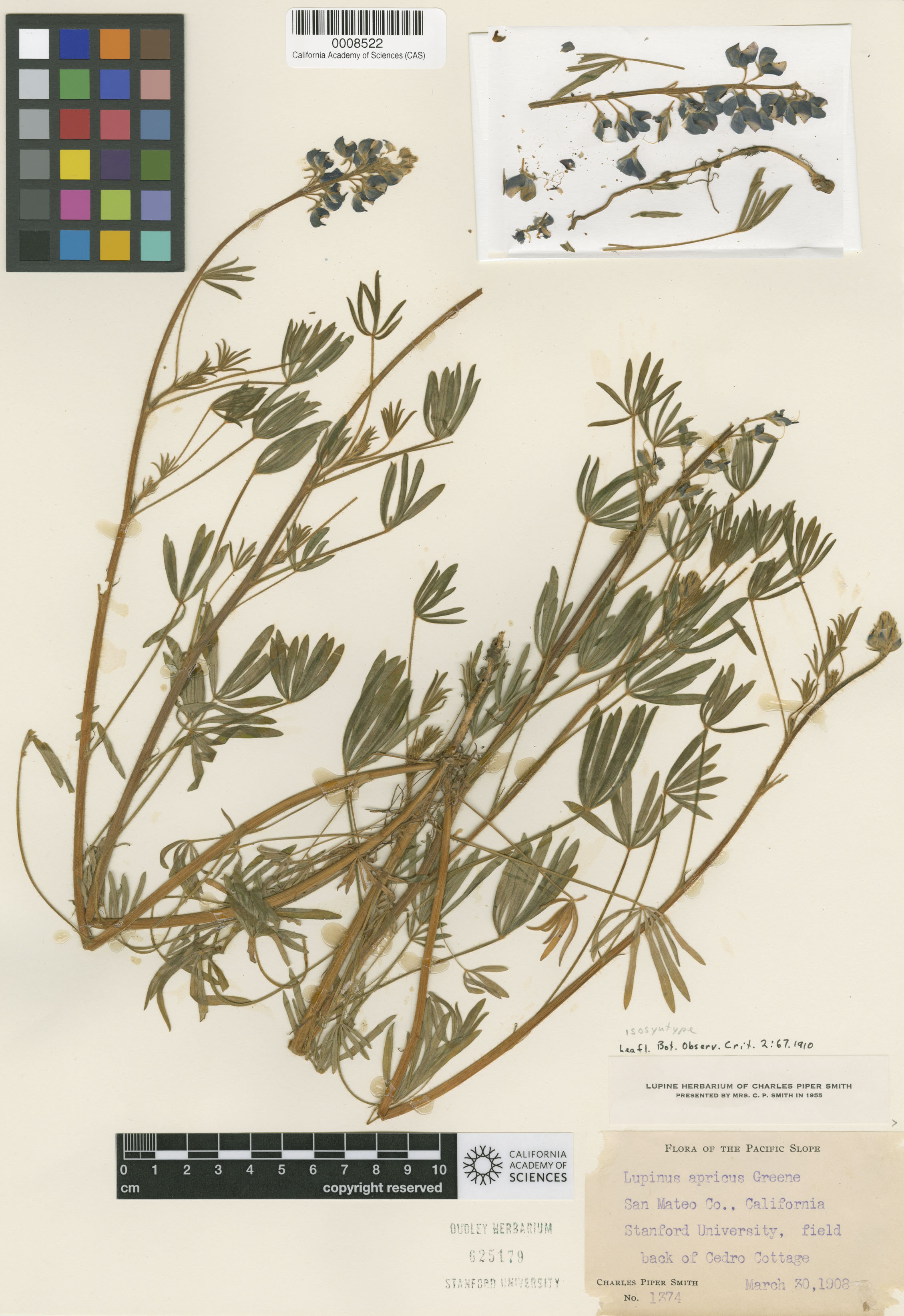 Lupinus apricus image