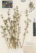 Lupinus apricus image