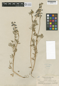 Lupinus apricus image